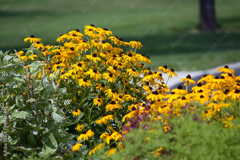 Obraz premium flowers
