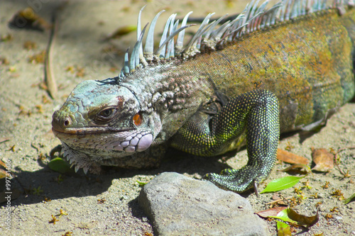 Iguana