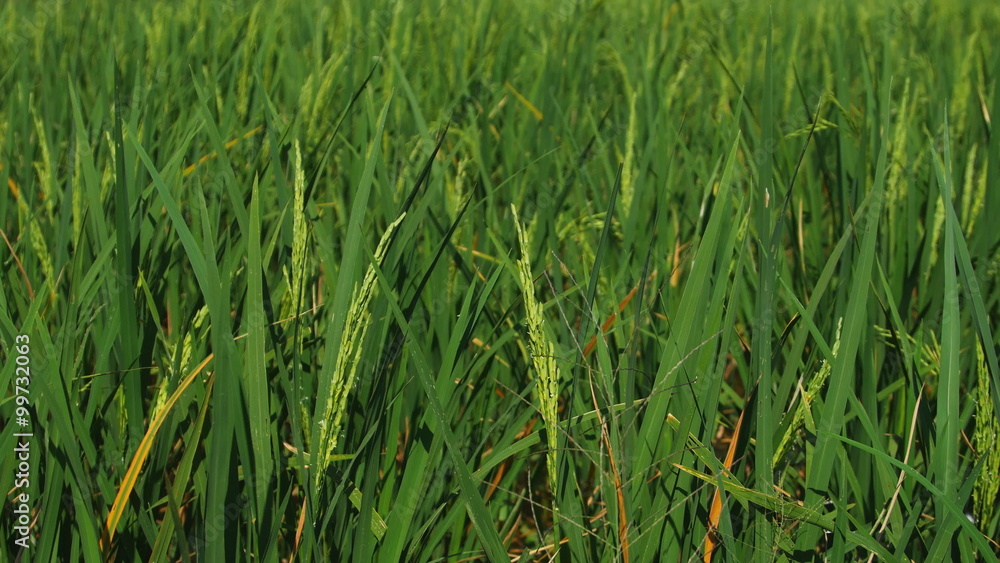 close up of Rice spike in the paddy field close up of Rice spike in the paddy field
