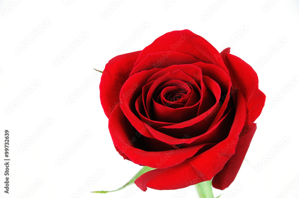 Fototapeta premium close-up on red rose