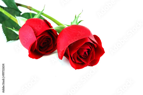 Fototapeta Naklejka Na Ścianę i Meble -  red roses laying on white background