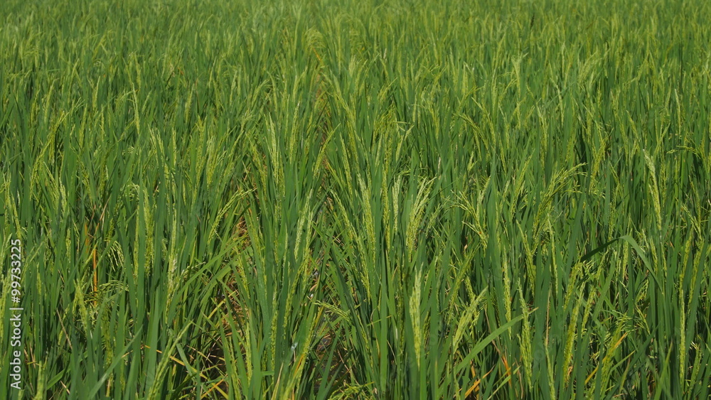 close up of Rice spike in the paddy field close up of Rice spike in the paddy field