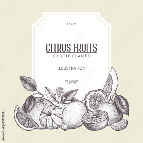 Vintage template. Ink hand drawn design with citrus fruits isolated on retro background. Vector illustration of highly detailed citrus fruits sketch