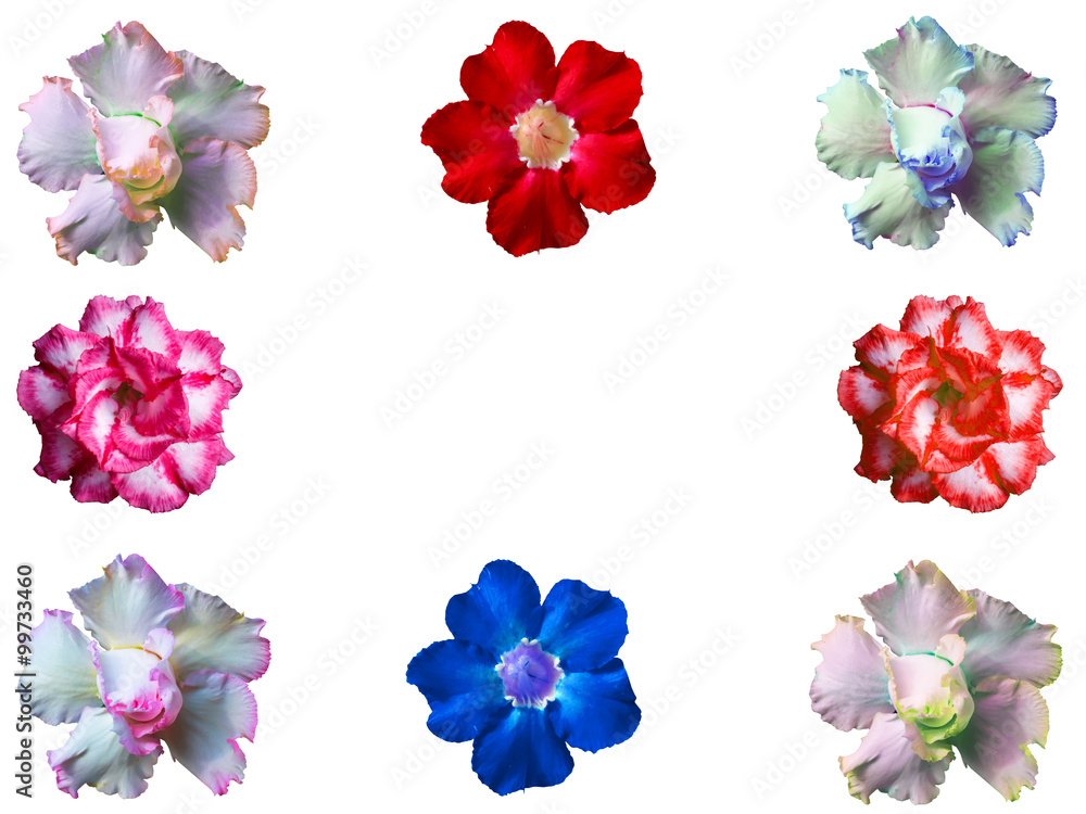 Selection of Various Flowers Isolated on White Background. Selection of Various Flowers Isolated on White Background.