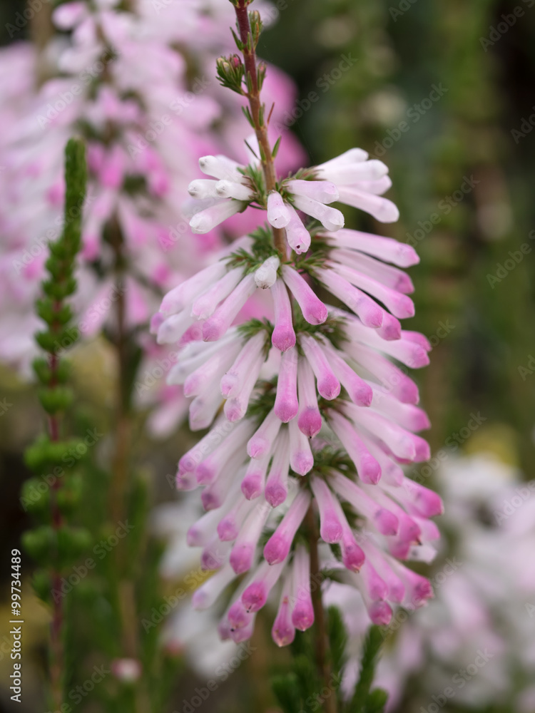 ピンクの筒状の花を咲かせるエリカ クリスマスパレード Stock Photo Adobe Stock