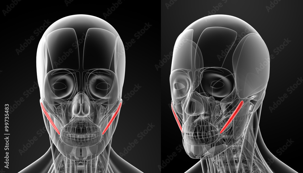 medical illustration of the zygomaticus major medical illustration of the zygomaticus major