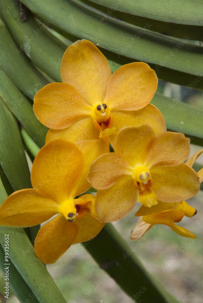 Obraz premium Yellow Vanda Orchid