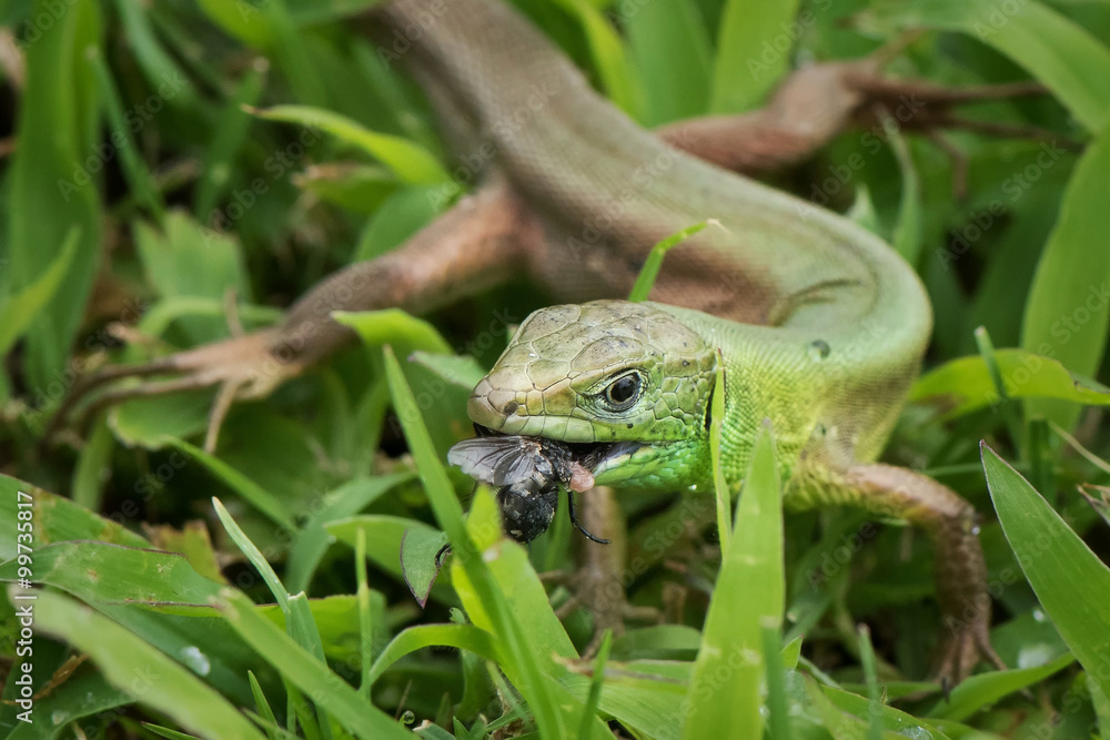 Green lizard eating the fly Green lizard eating the fly