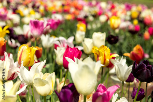 Wallpaper Mural Nahaufnahme von einem Tulpenfeld Torontodigital.ca