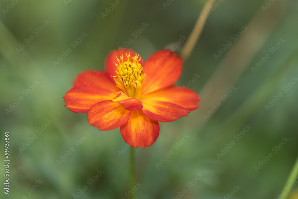 Orange Cosmos flower with Green Background Out of Focus Orange Cosmos flower with Green Background Out of Focus
