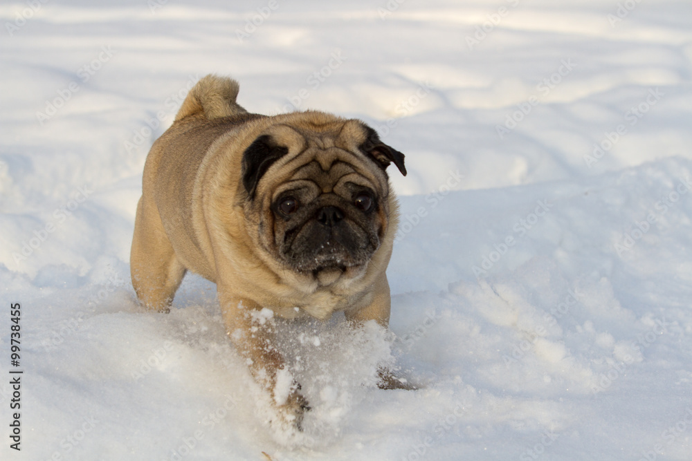 Pug dog on white snow