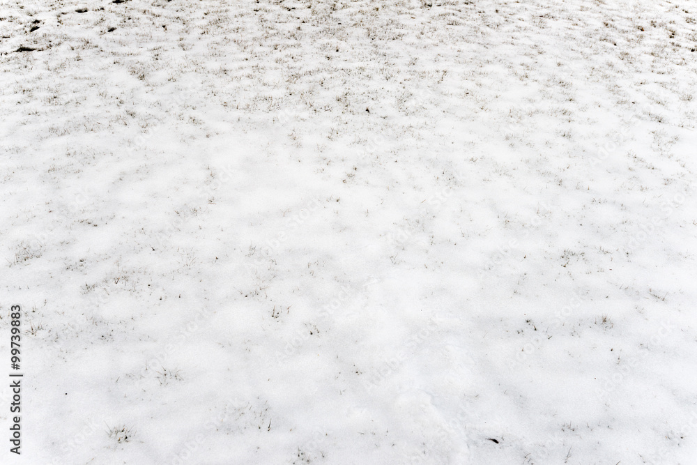 Obraz premium Background from first snow on green grass.