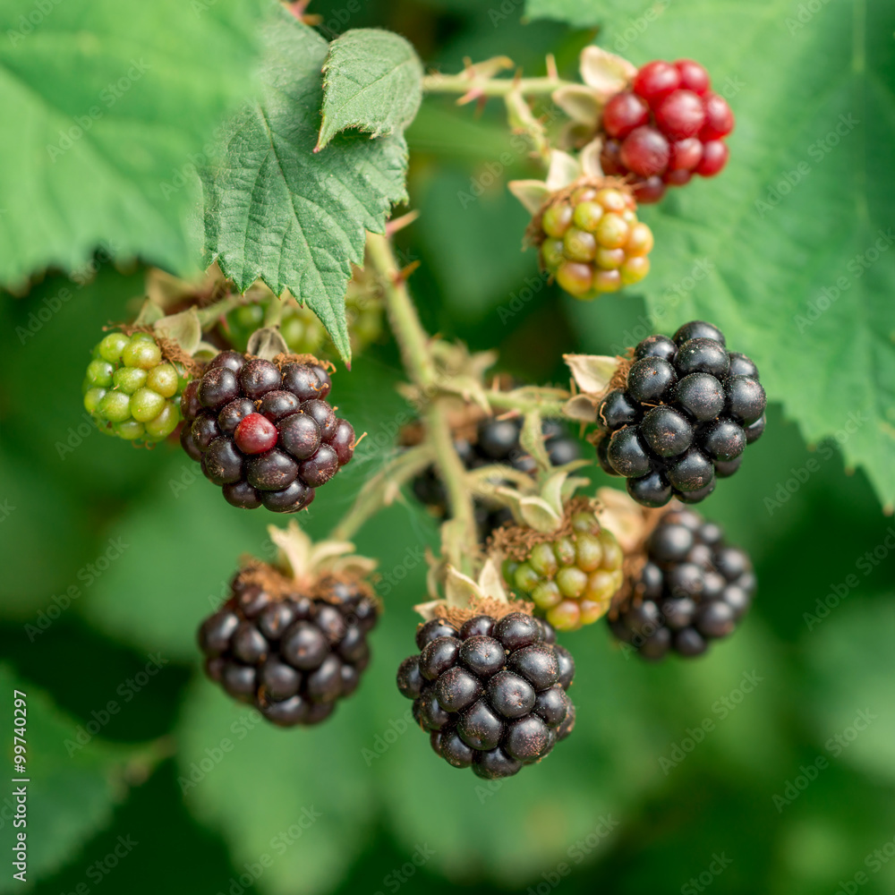 Blackberries on a branch Blackberries on a branch