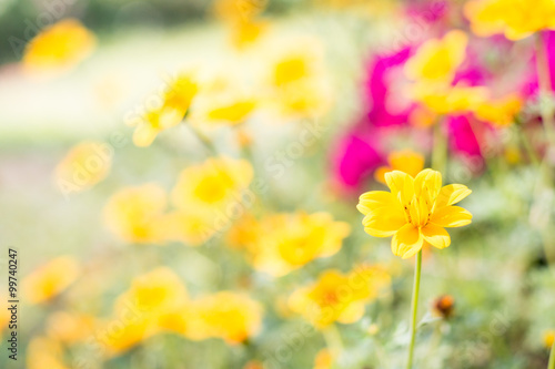 Closeup Yellow Daisy on soft  background © Sirichai Puangsuwan