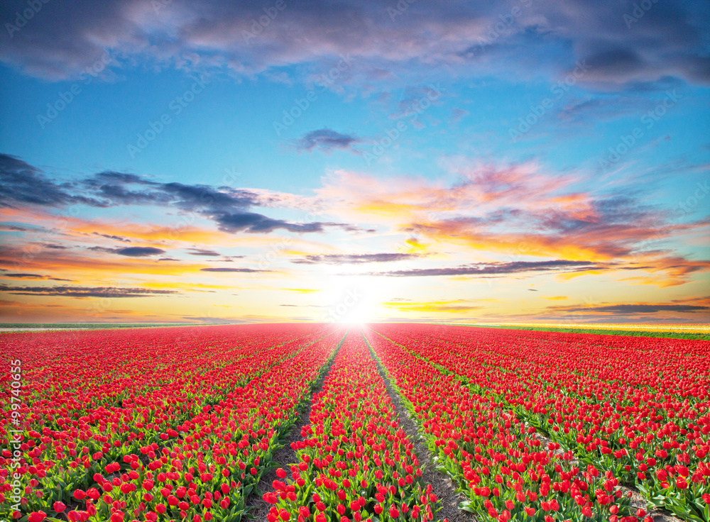 Beautiful tulips field in the Netherlands