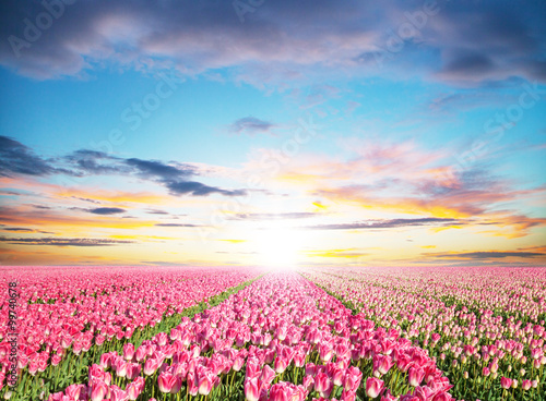 Beautiful tulips field in the Netherlands © Jag_cz