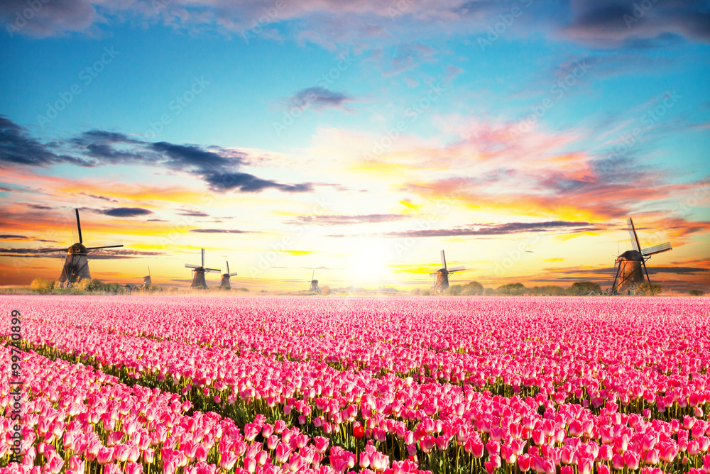 Vibrant tulips field with Dutch windmills - obrazy, fototapety, plakaty 