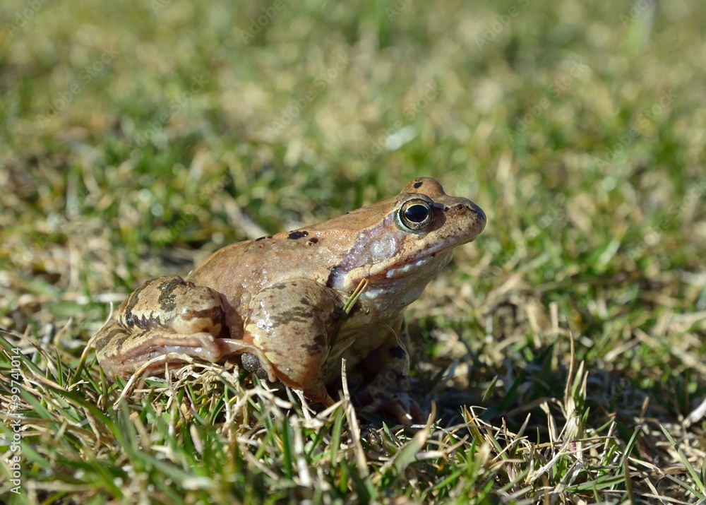 The Common Frog, Rana temporaria also known as the European Common Frog The Common Frog, Rana temporaria also known as the European Common Frog