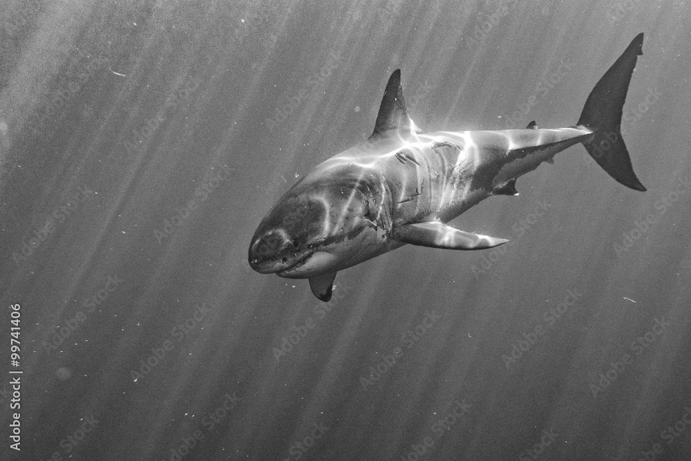 Fototapeta premium Great White shark attack in b&w