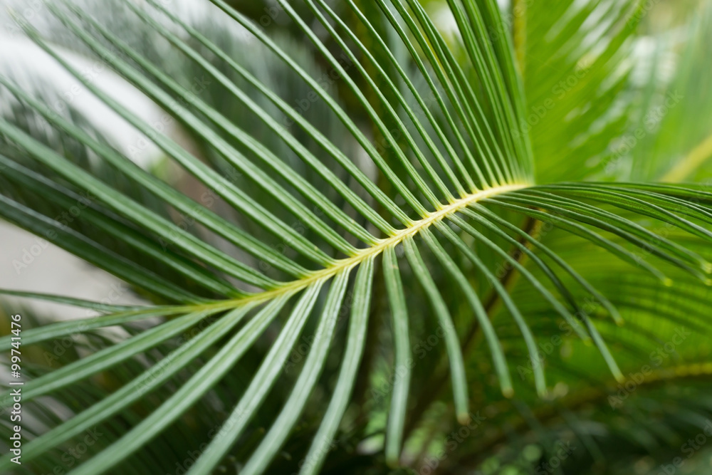 green leaf natural background green leaf natural background