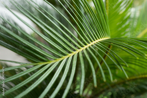 green leaf natural background