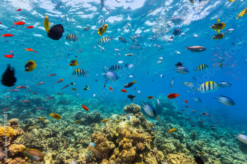 Coral reef and tropical fish in Red Sea