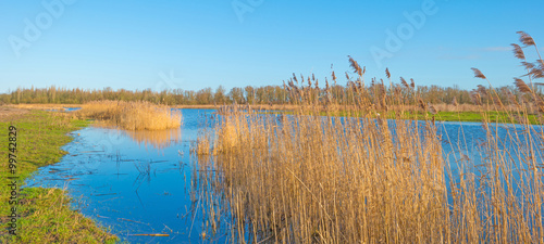 Reed along the shore of a lake in winter