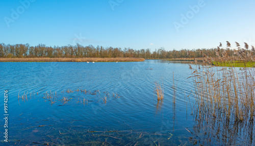Fototapeta Naklejka Na Ścianę i Meble -  Reed along the shore of a lake in winter
