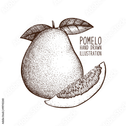 Ink hand drawn pomelo isolated on white background. Vector illustration of highly detailed citrus fruits