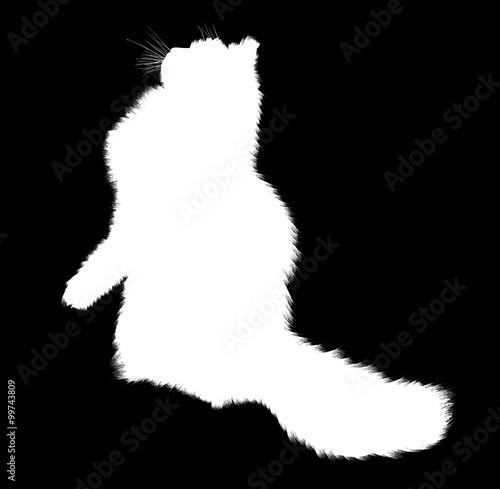 furry cat isolated on black background