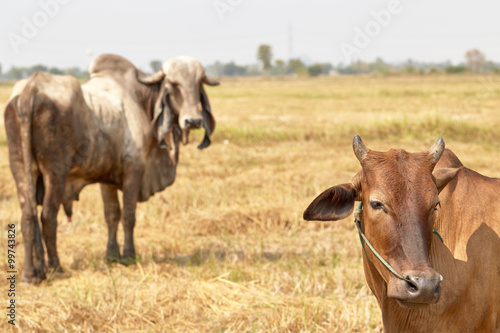 The cow Thailand