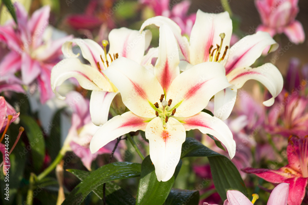 Fototapeta premium Lillie, flower.