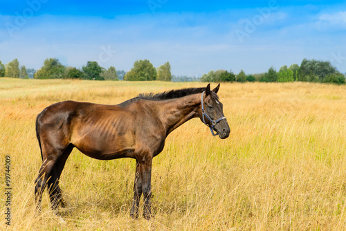 Fototapeta Naklejka Na Ścianę i Meble -  horse on the field chews straw