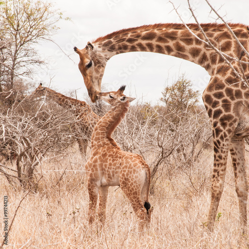 Cute little giraffe cub kissing his mother in the arid Savannah.