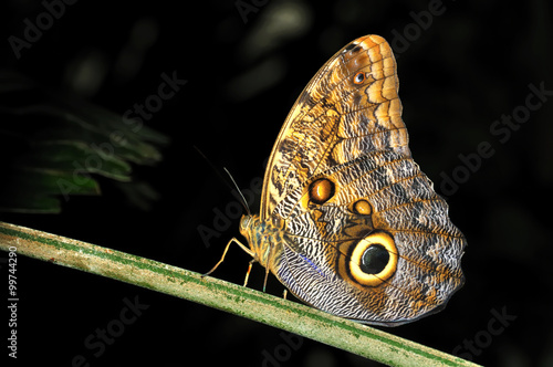 blue morpho butterfly