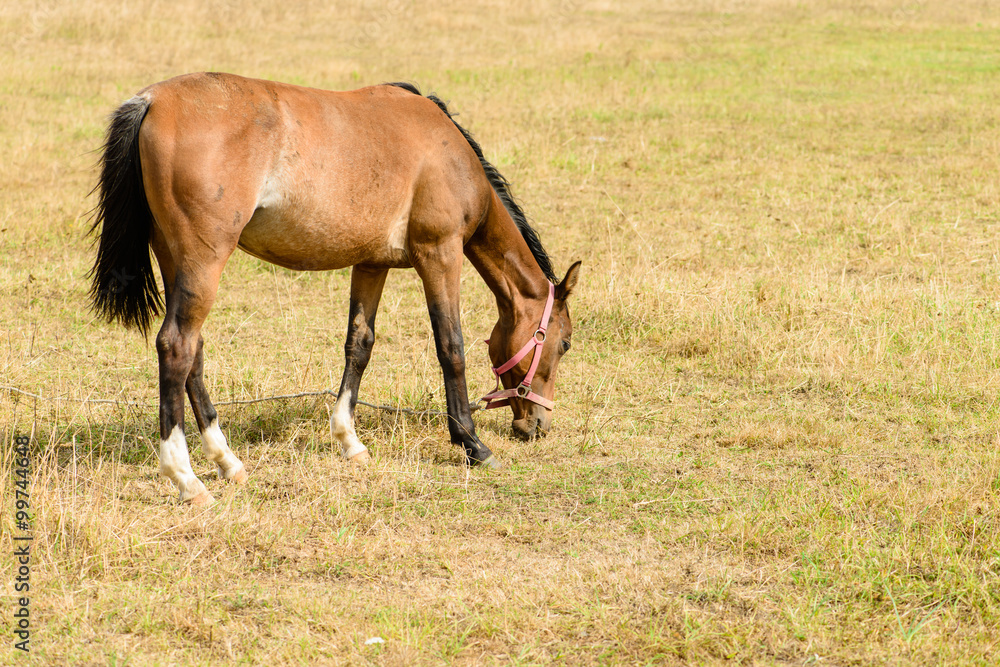 Young horse on the field chews straw (foal on dry grass) Young horse on the field chews straw (foal on dry grass)