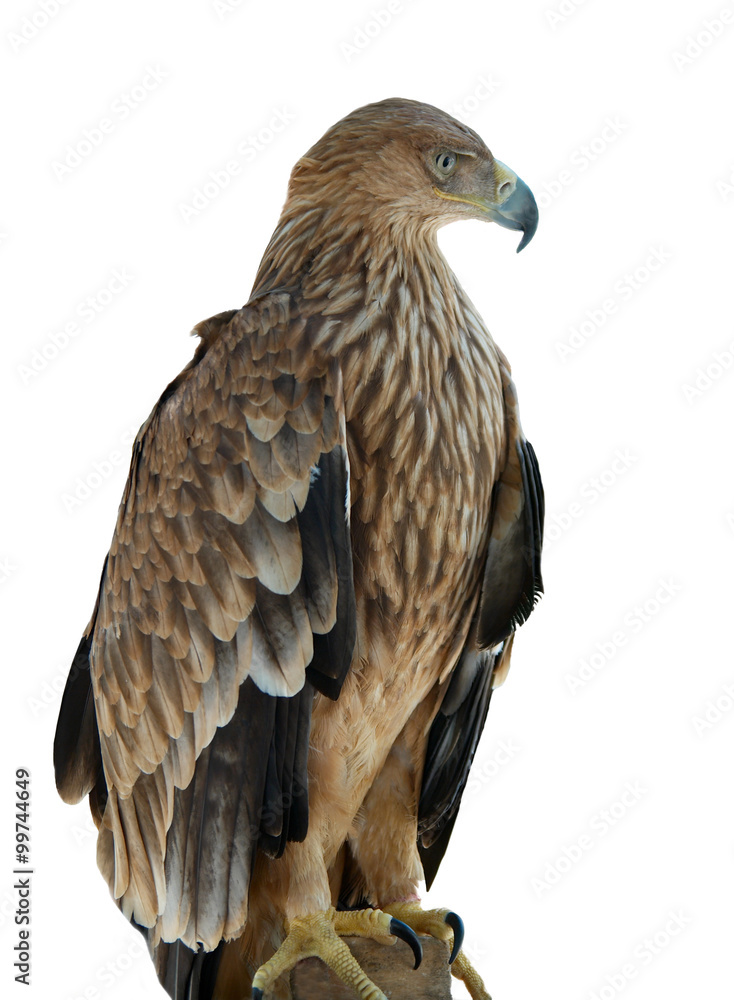 A hawk eagle sitting on the tree. A hawk eagle sitting on the tree.