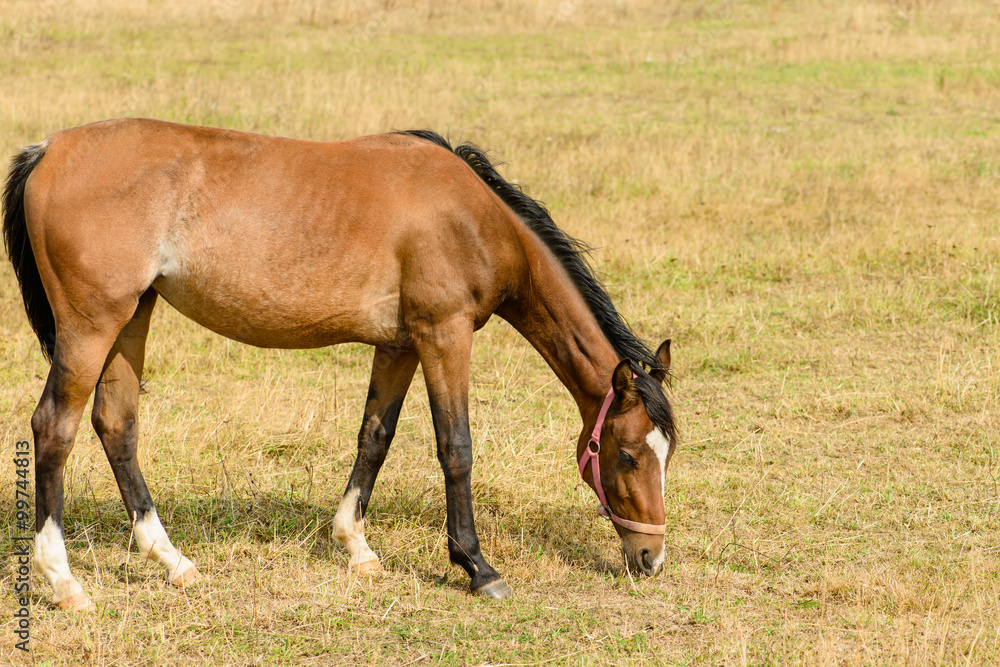 Young horse on the field chews straw (foal on dry grass) Young horse on the field chews straw (foal on dry grass)