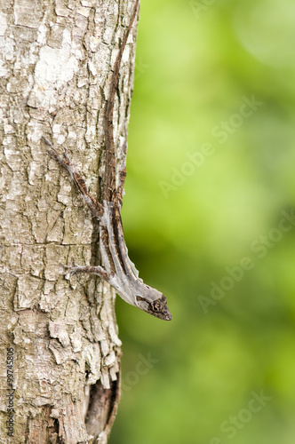 Molting Brown Anole Lizard
