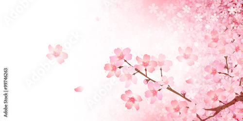 桜 春 風景 背景