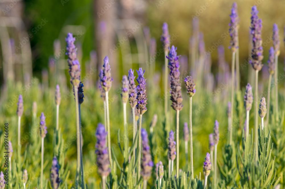 Fototapeta premium Lawenda