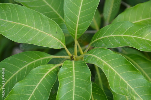 mango leaf in garden