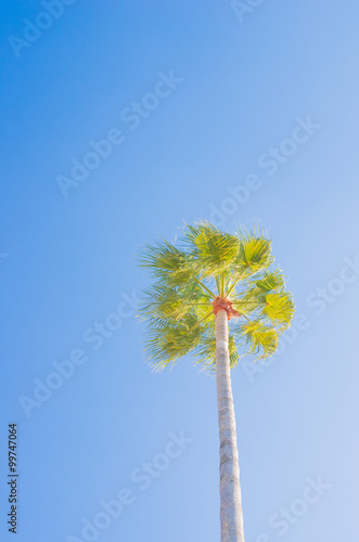 palm tree © yoko_ken_chan