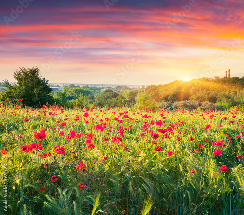 Fields of blossom poppy in suburban zone