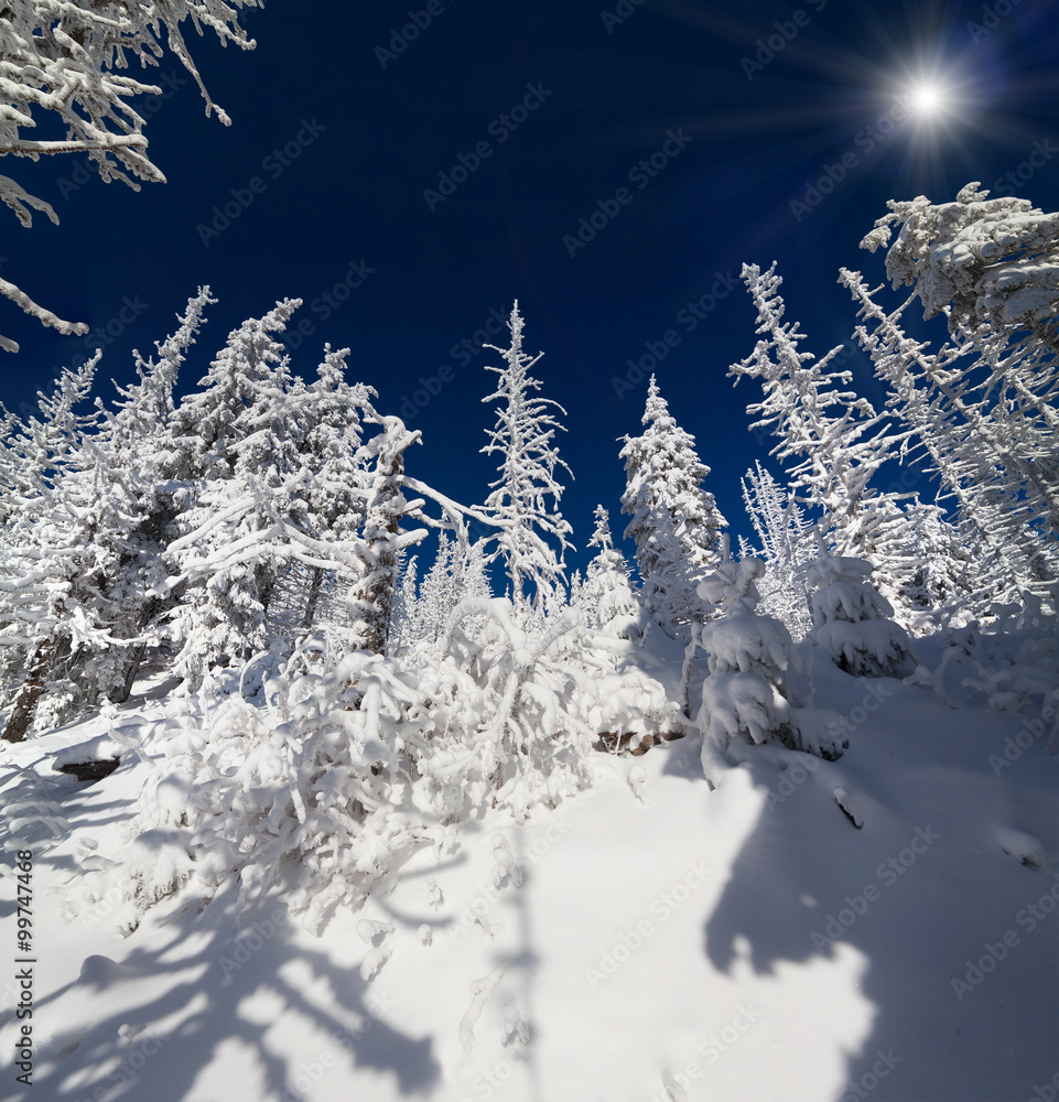 Winter fairytale scene in the mountain forest. Winter fairytale scene in the mountain forest.