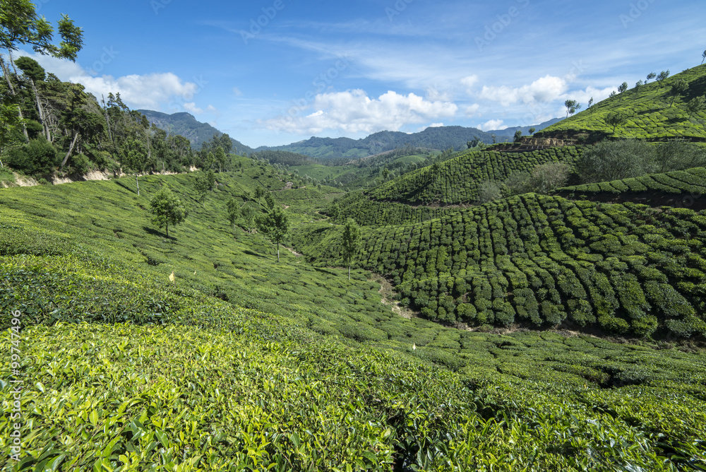 beautiful view of the tea plantations in Munnar India