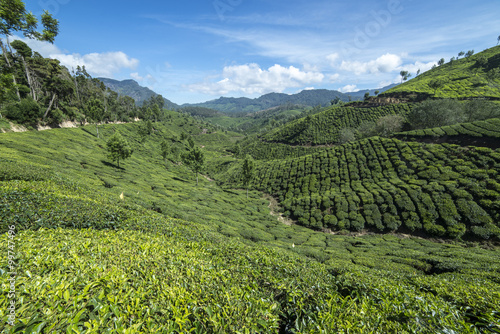 beautiful view of the tea plantations in Munnar India
