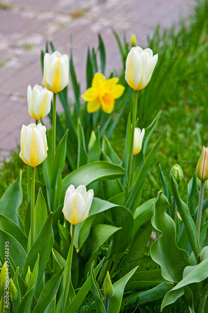 Obraz premium Tulips