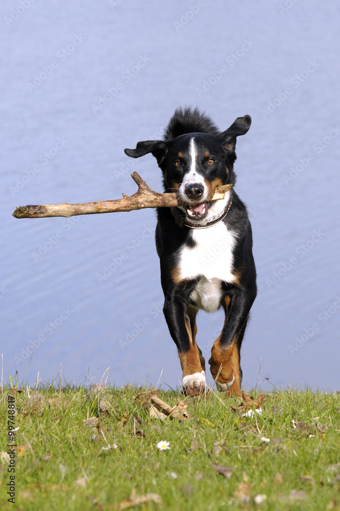 Appenzeller Sennenhund Appenzeller Sennenhund