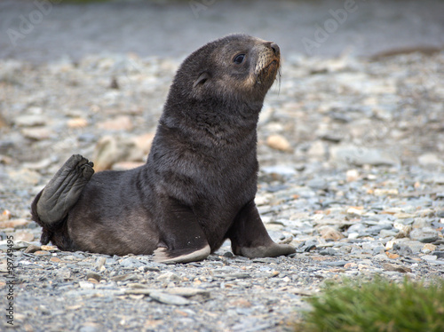 Baby fur seal in South Georgia Antarctica